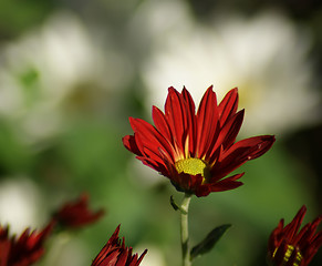 Image showing red daisy flower