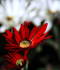 Image showing red daisy flower