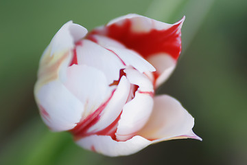 Image showing white tulip with red edges