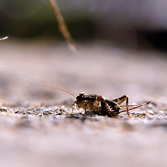 Image showing cricket on the hunt at night macro