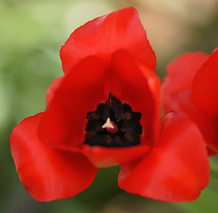 Image showing red tulip macro
