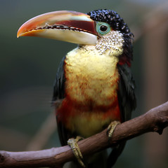 Image showing tucan bird sitting on branch at the zoo