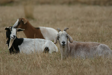 Image showing three goats on farm sitting