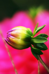 Image showing bud of peony flower early morning