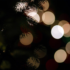 Image showing lights blure - bokeh -with evergreen branches