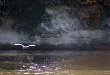 Image showing blue heron flying on a picturesque background