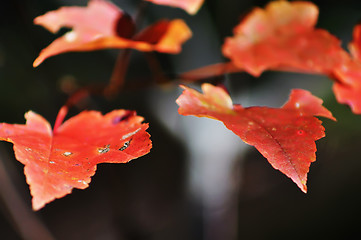 Image showing orange autumn leaves macro