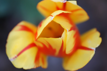 Image showing red tulips with yellow edges on dark background