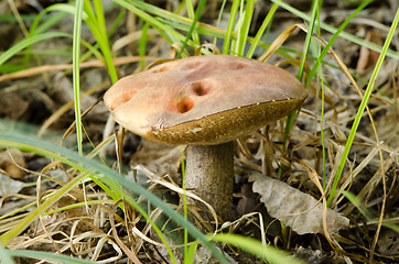 Image showing red cap scaber stalk mushroom forest grass leaf 