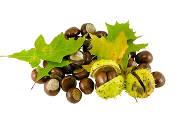 Image showing autumn chestnut whit decorative oak leaves  