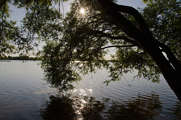 Image showing willow tree branch lake water sun beam reflections 