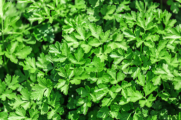 Image showing Vegetable Bed with parsley