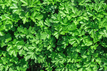 Image showing Parsley