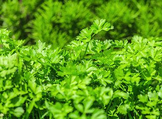 Image showing Fresh parsley