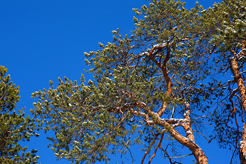Image showing Crohn pine on a background of blue sky