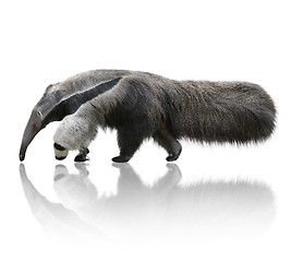 Image showing Giant Anteater