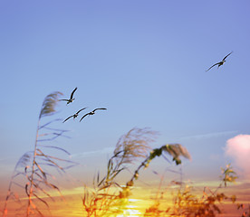 Image showing Tropical Sunset And Birds