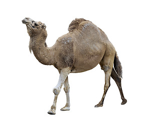 Image showing Single-Humped Camel