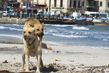 Image showing two dogs mating.