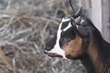 Image showing portrait of a young goat