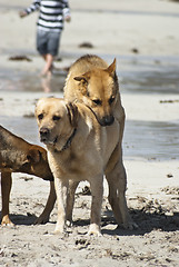 Image showing two dogs mating.