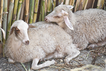 Image showing two sheep, with the background of a cane