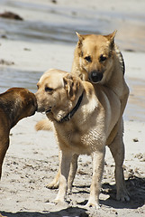 Image showing two dogs mating.