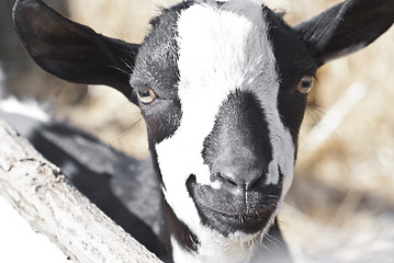 Image showing portrait of a black and white goat.