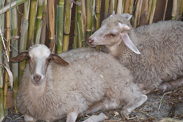 Image showing two sheep, with the background of a cane
