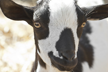 Image showing portrait of a black and white goat.