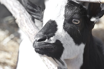 Image showing portrait of a black and white goat.