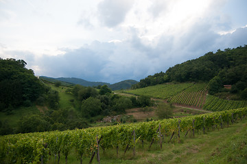 Image showing Alsace landscape and vinewyard