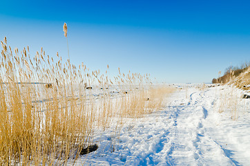 Image showing The coast of Baltic sea 