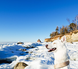 Image showing White Husky amid the winter coast of the  Sea