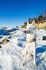 Image showing White Husky amid the winter coast of the  Sea