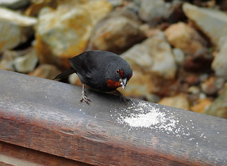 Image showing picking bird