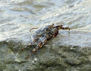 Image showing crab and spume