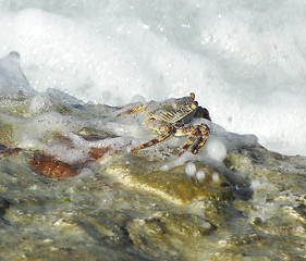Image showing crab and spume