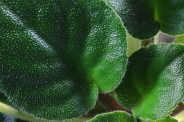 Image showing Green and shaggy leaves