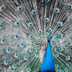 Image showing peacock closeup