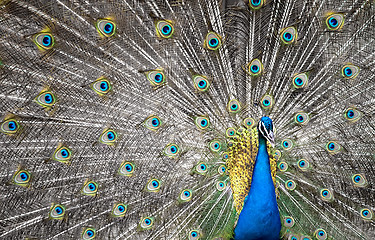 Image showing golden peacock