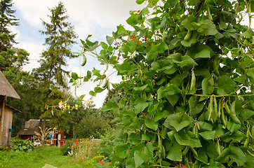 Image showing bean legume bush grow rural homestead house garden 