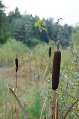 Image showing cat tail plant grow forest swamp 