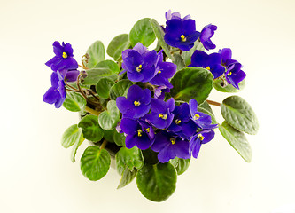Image showing african violet flower and green leaves in pot 
