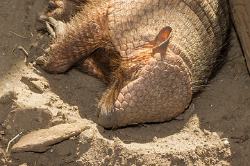 Image showing Sleeping armadillo (Chaetophractus villosus)