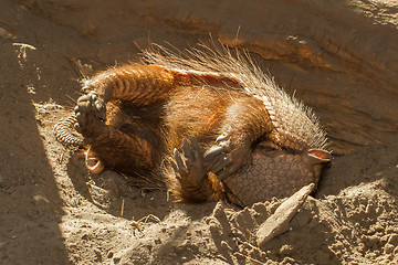 Image showing Sleeping armadillo (Chaetophractus villosus)