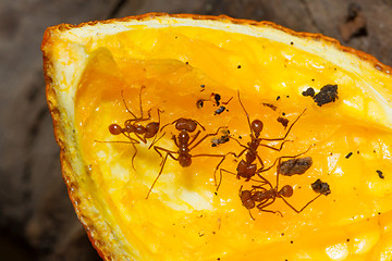 Image showing Leaf cutter ant