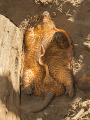 Image showing Sleeping armadillo (Chaetophractus villosus)