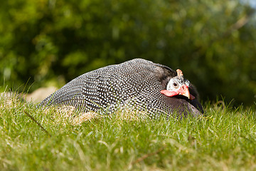 Image showing Helmeted Guineafowl (Numida meleagris)