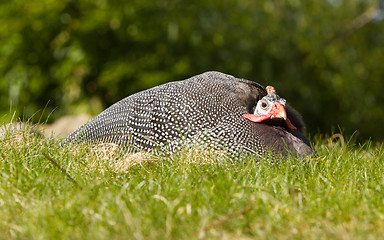 Image showing Helmeted Guineafowl (Numida meleagris)